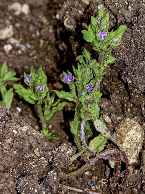 Legousia hybrida.07