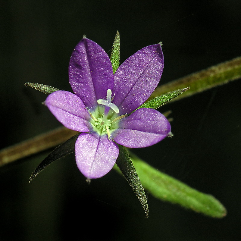 Legousia scabra.03