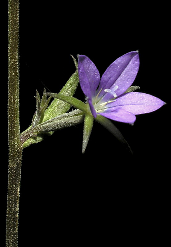 Legousia scabra.04