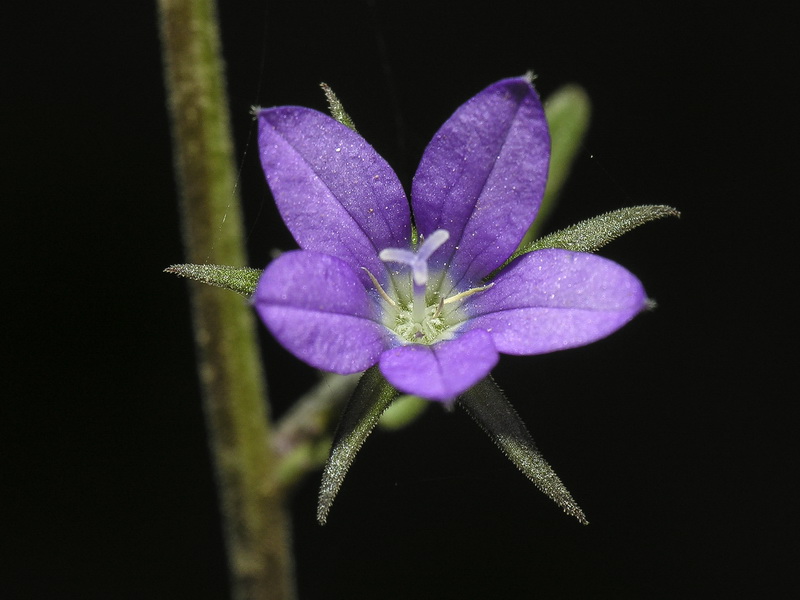 Legousia scabra.05