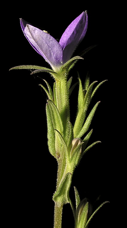 Legousia scabra.06