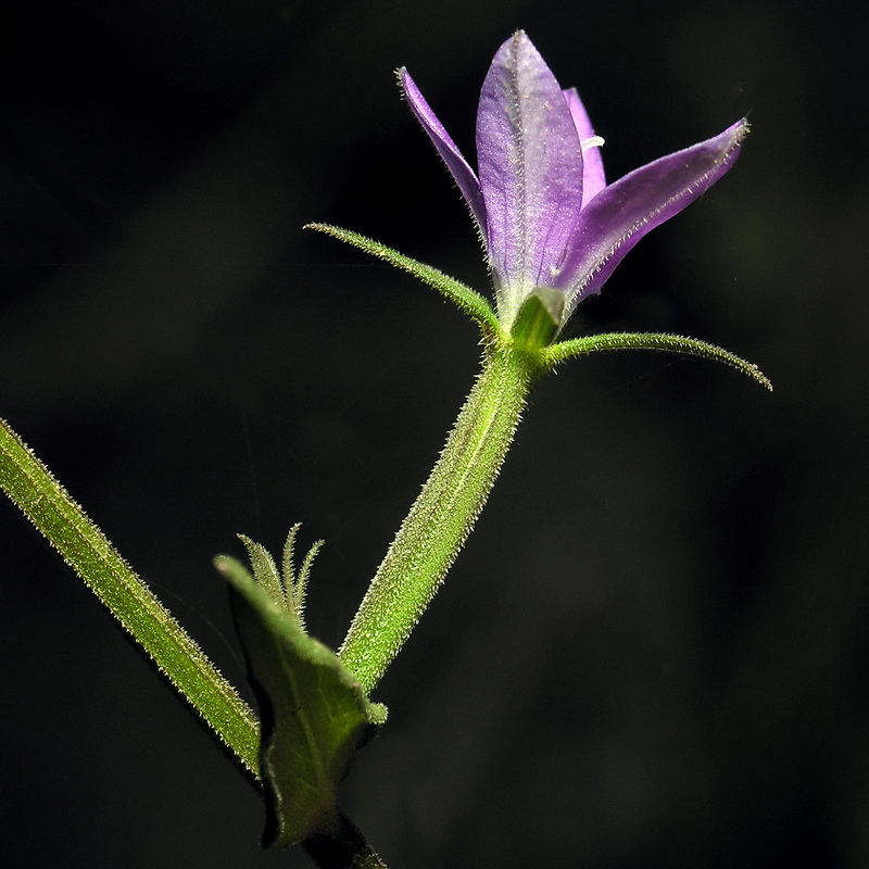 Legousia scabra.07