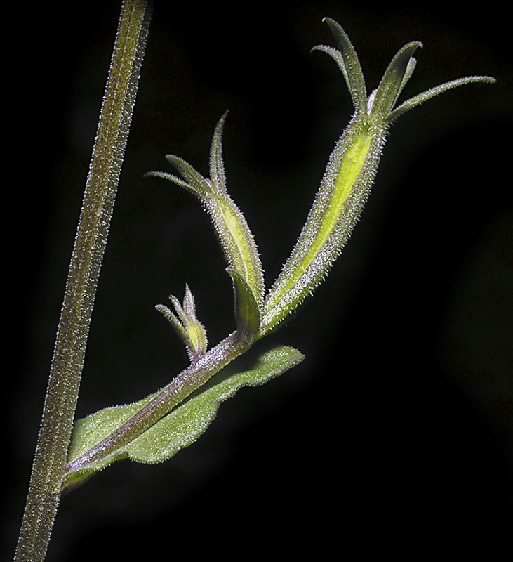 Legousia scabra.08