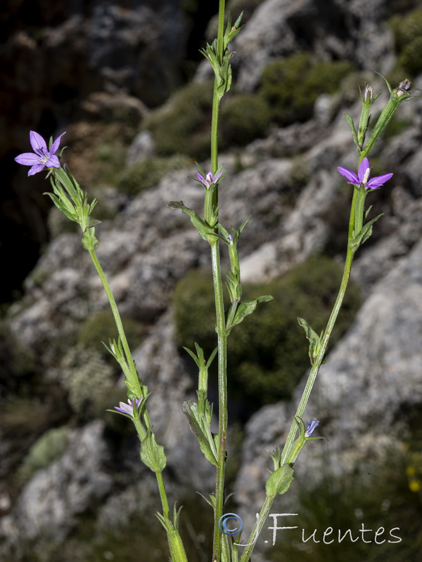 Legousia scabra.09