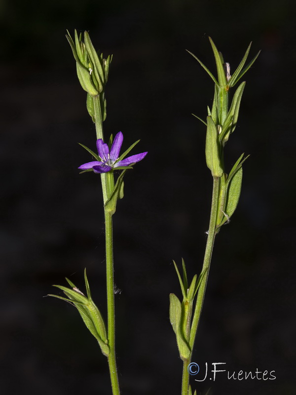 Legousia scabra.11