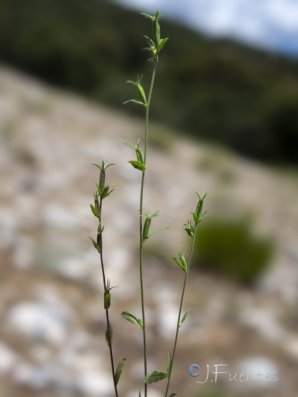 Legousia scabra.14