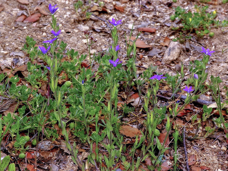 Legousia scabra.15