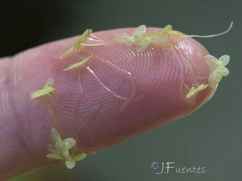 Lemna minor.08