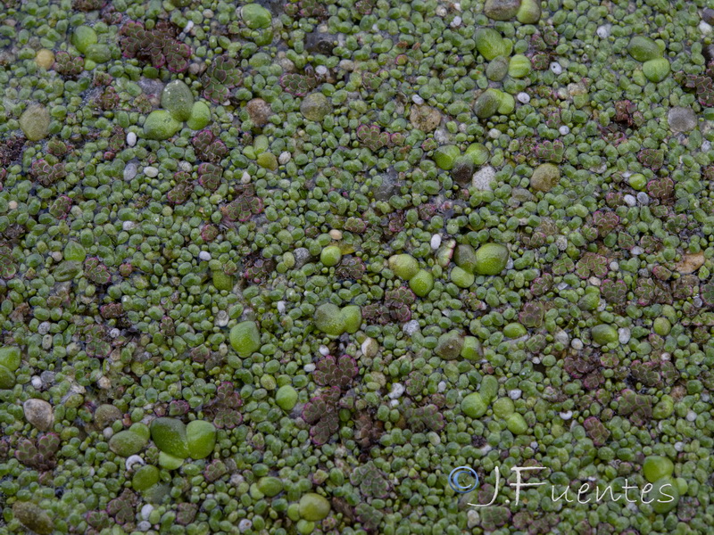 Lemna minuta.01