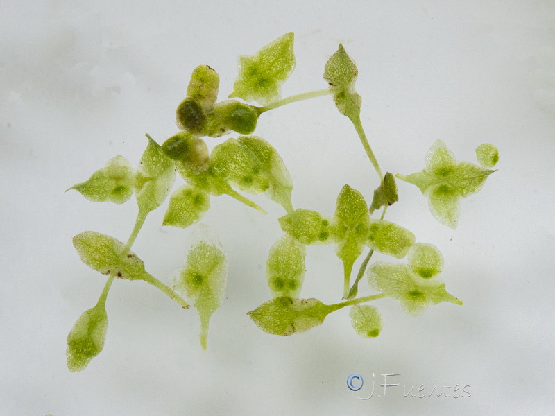 Lemna trisulca.03