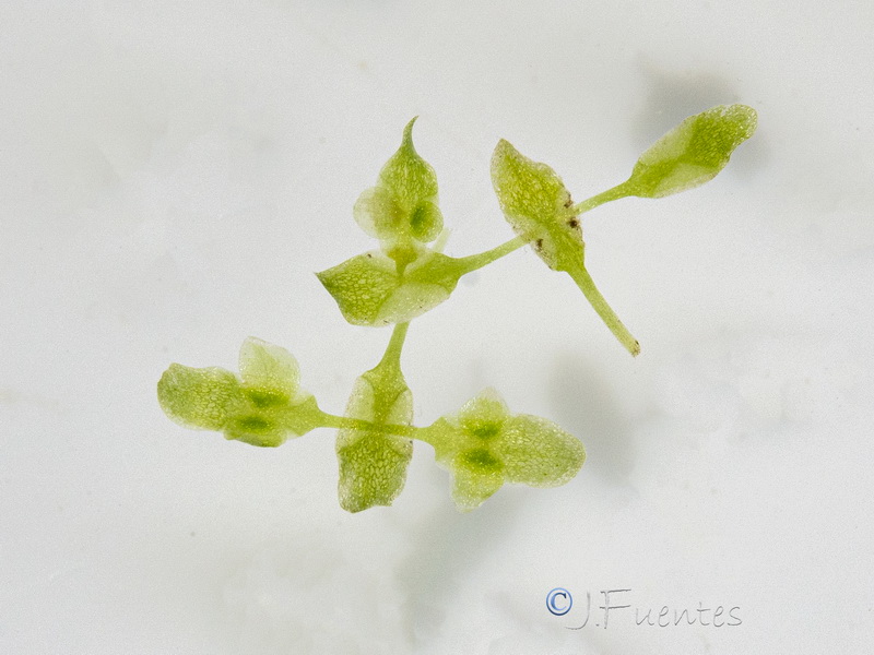 Lemna trisulca.05