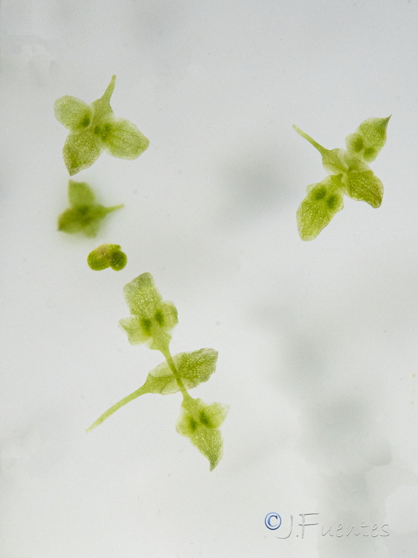 Lemna trisulca.06