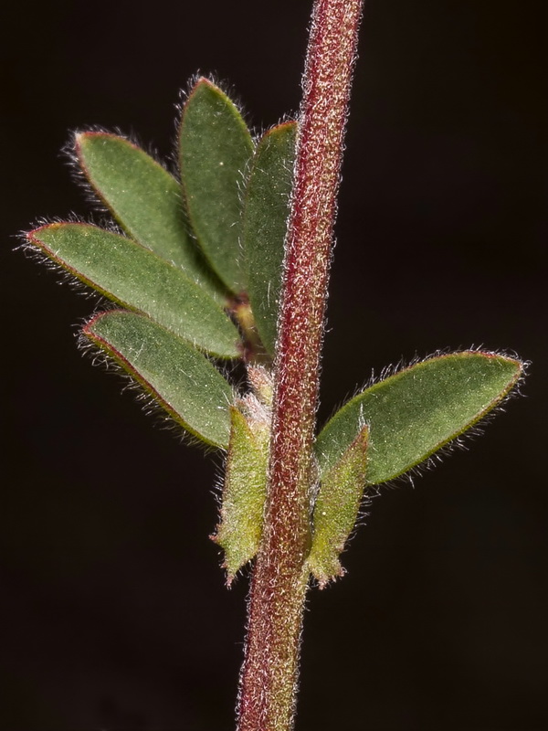 Lens nigricans.04