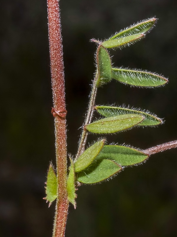 Lens nigricans.06