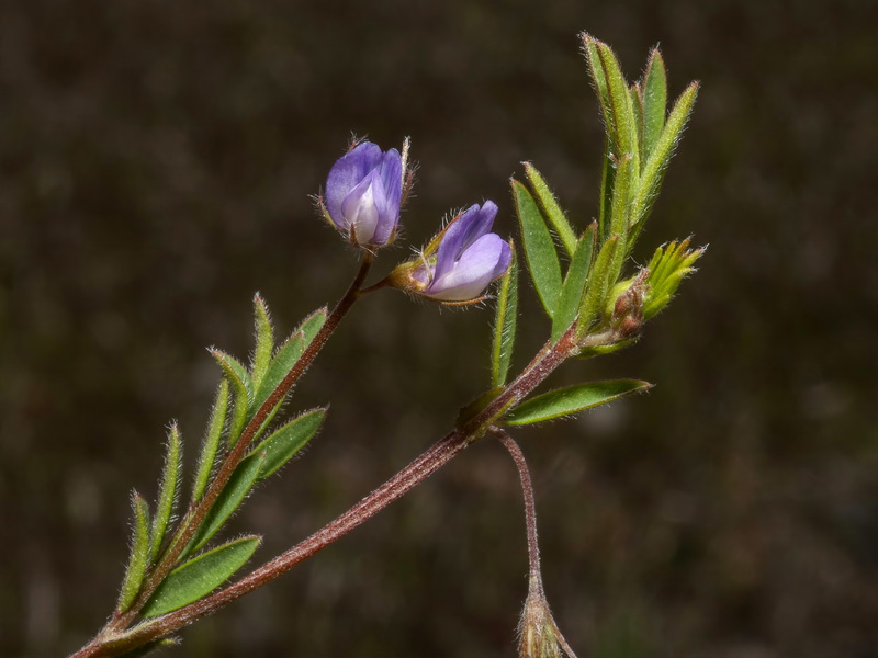 Lens nigricans.07