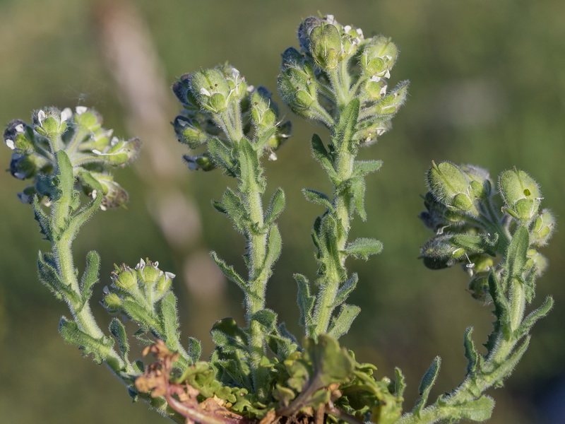 Lepidium calycotrichum.02