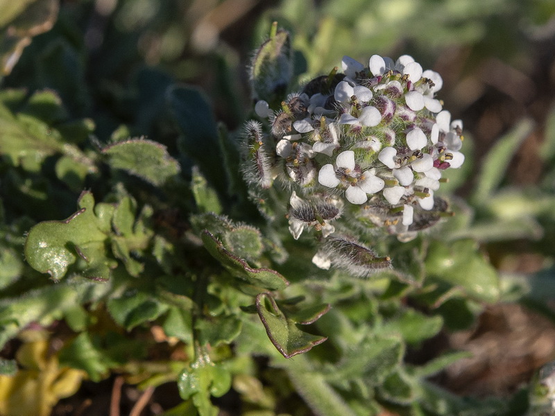 Lepidium calycotrichum.03