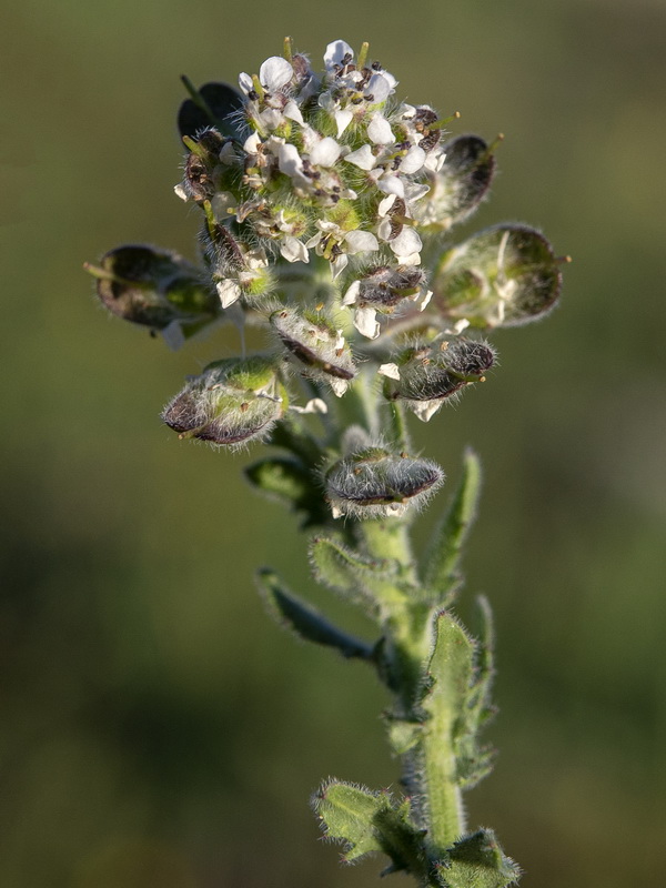 Lepidium calycotrichum.07