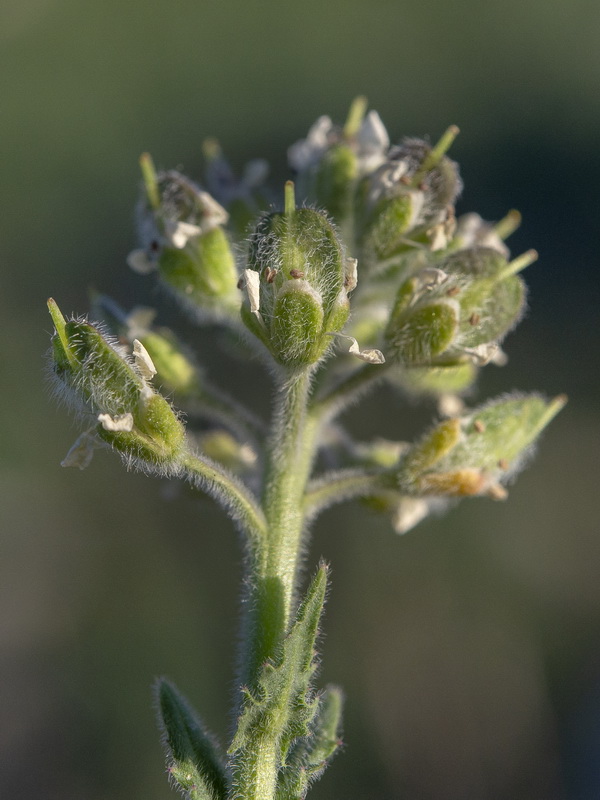 Lepidium calycotrichum.08
