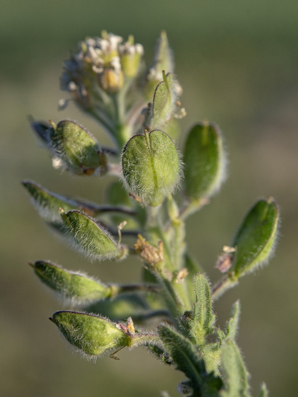 Lepidium calycotrichum.10