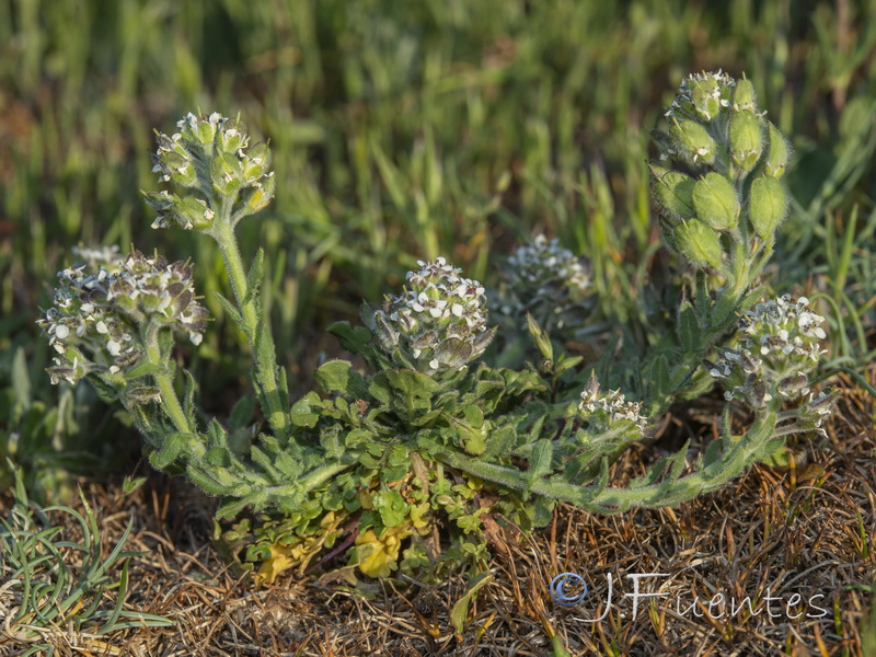 Lepidium calycotrichum.12