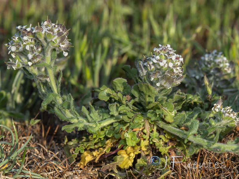 Lepidium calycotrichum.13
