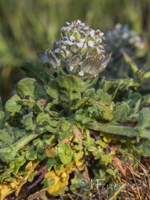 Lepidium calycotrichum.14