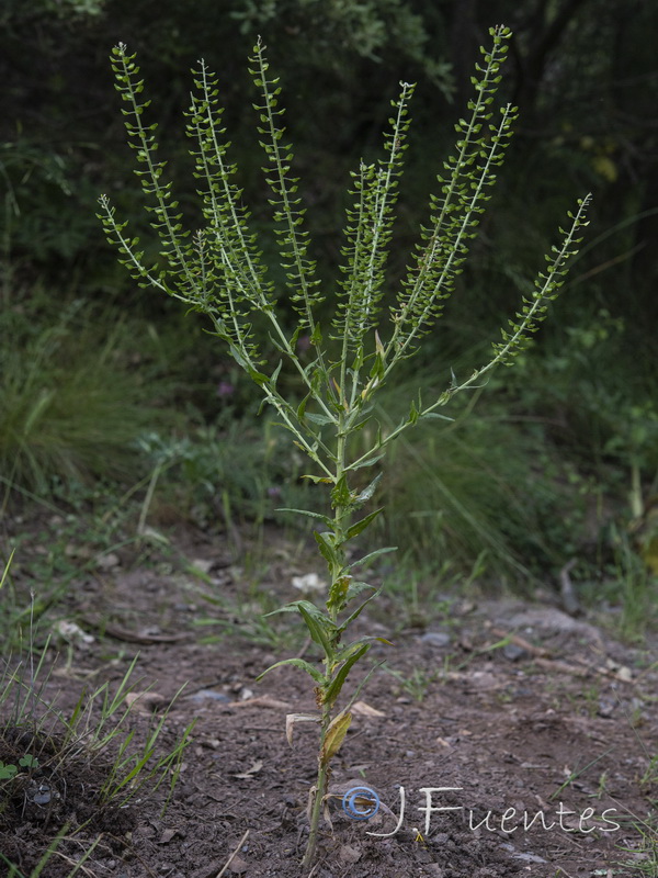 Lepidium campestre.01