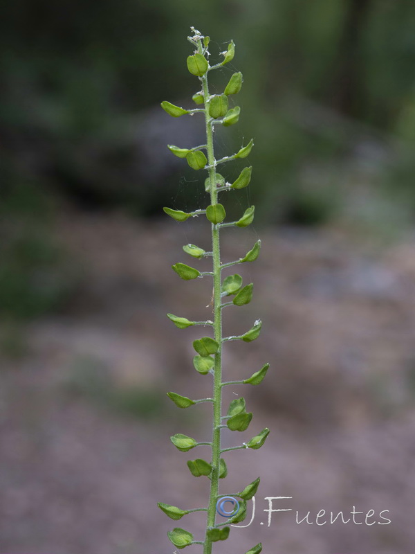 Lepidium campestre.03