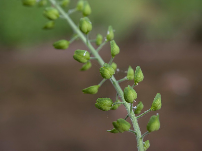 Lepidium campestre.07