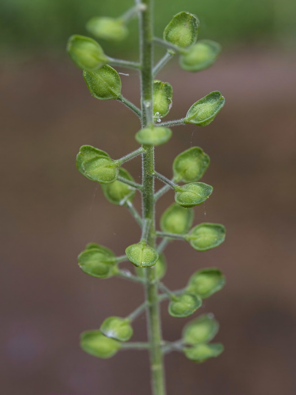 Lepidium campestre.08