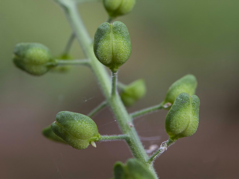 Lepidium campestre.09