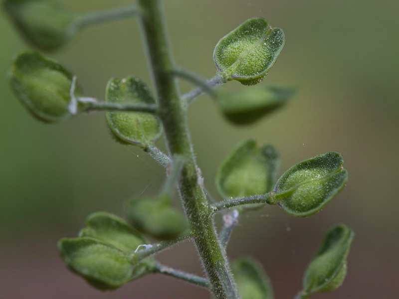 Lepidium campestre.10