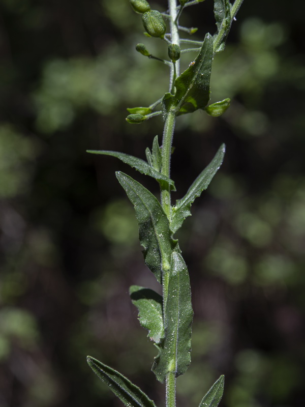 Lepidium campestre.05