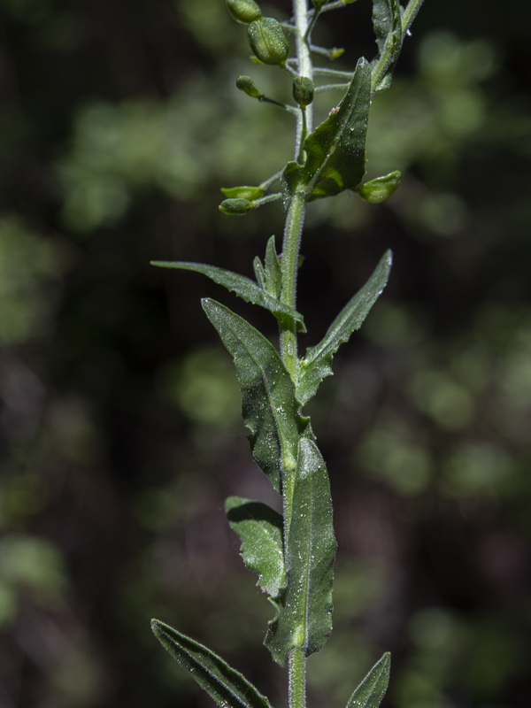 Lepidium campestre.05