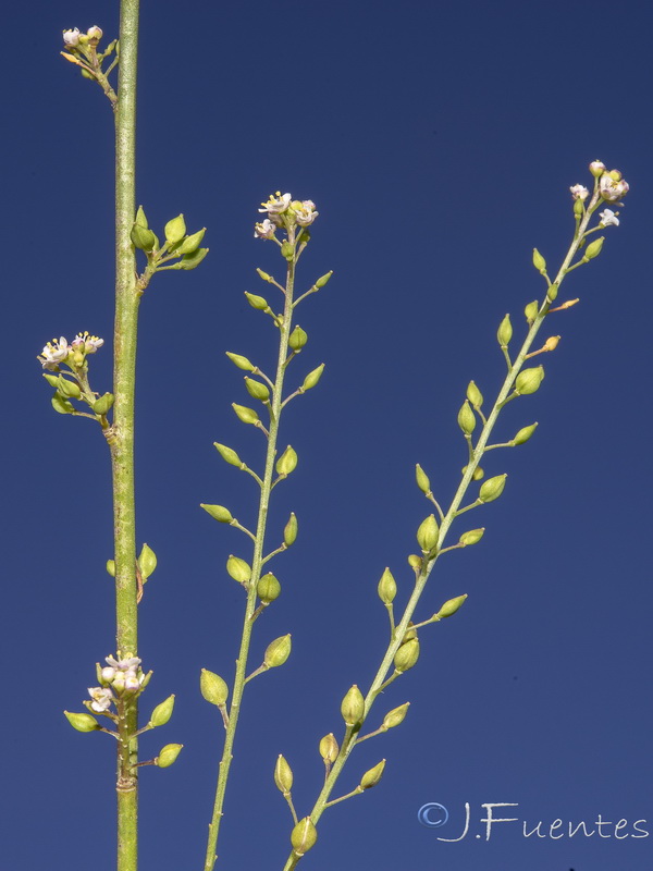 Lepidium graminifolium.04