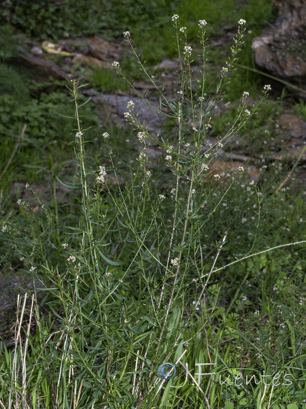 Lepidium graminifolium.06