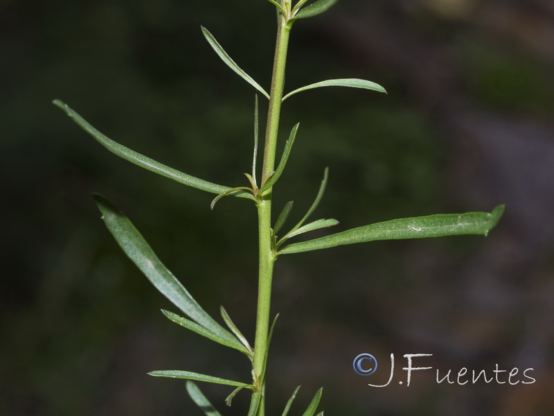 Lepidium graminifolium.08