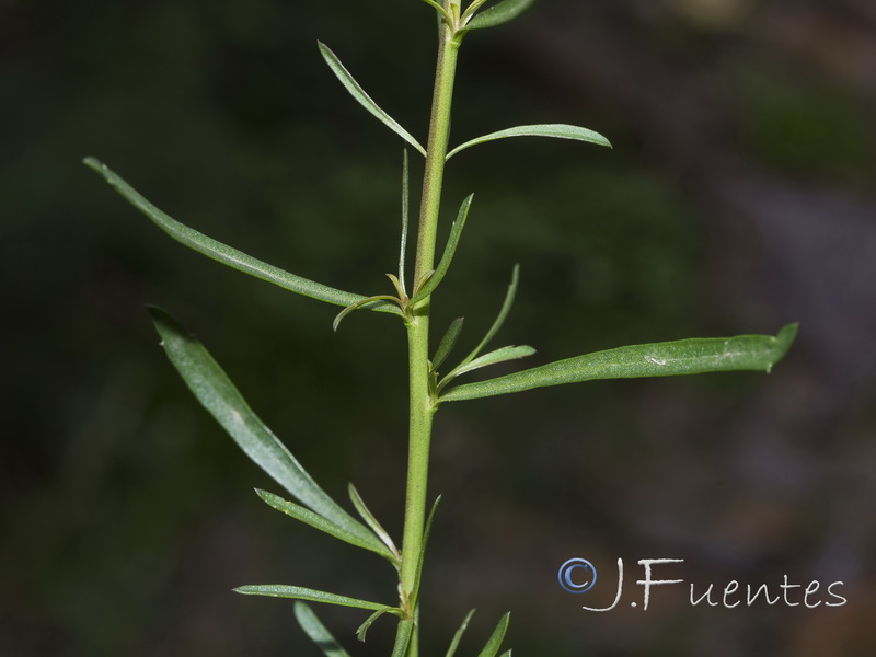 Lepidium graminifolium.08