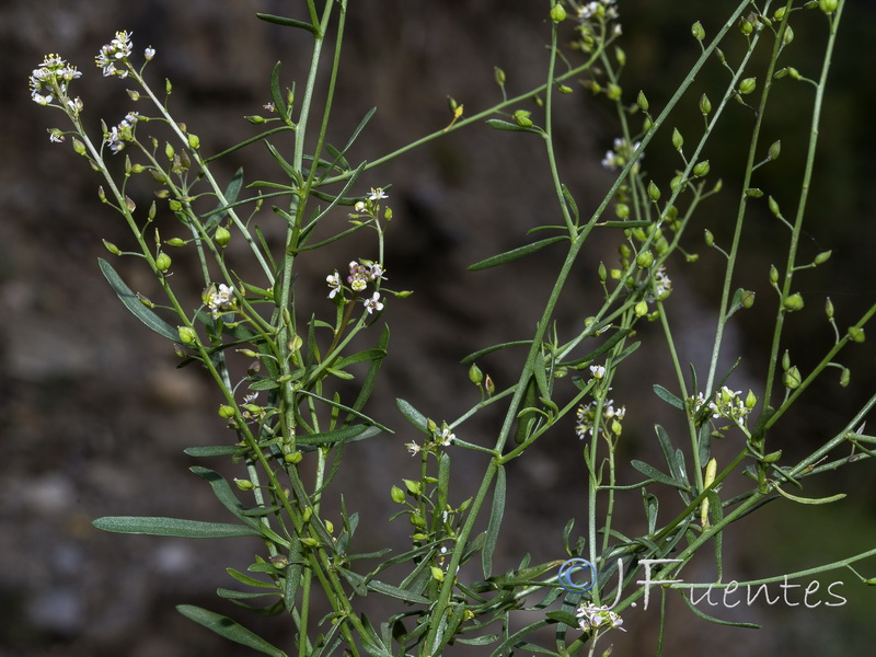 Lepidium graminifolium.09