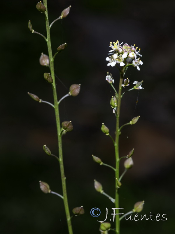Lepidium graminifolium.10