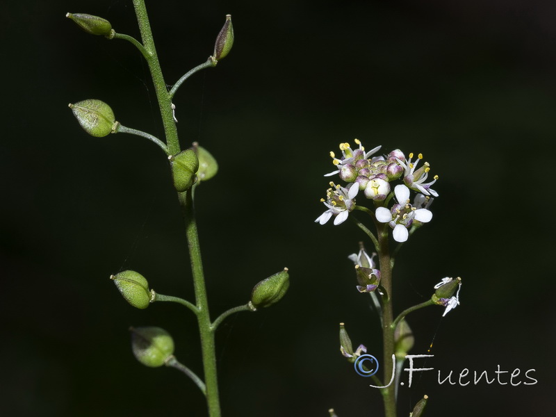 Lepidium graminifolium.11