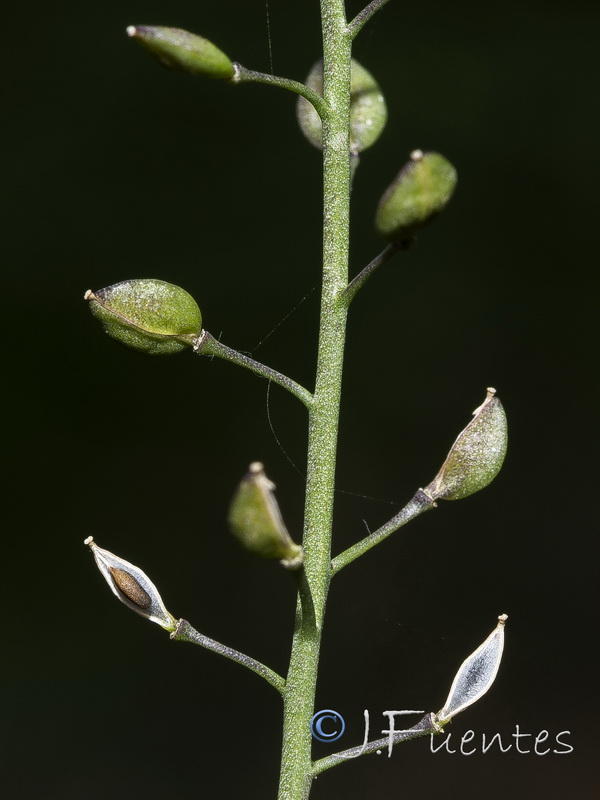 Lepidium graminifolium.12