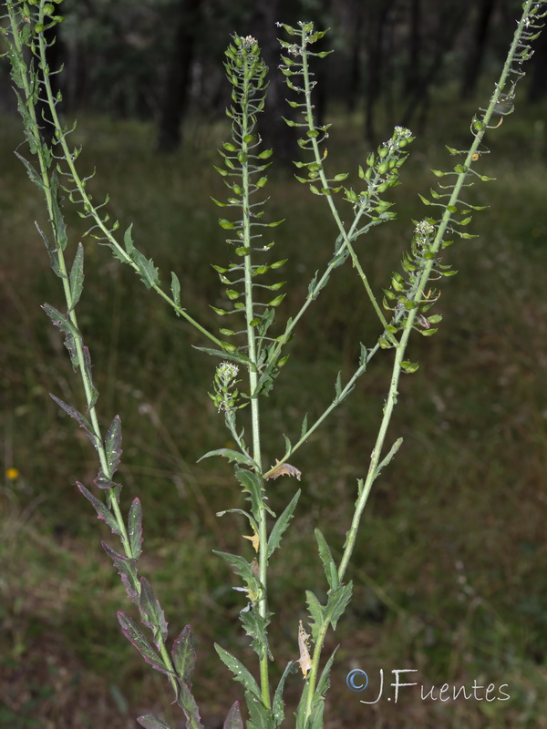 Lepidium heterophyllum heterophyllum.01