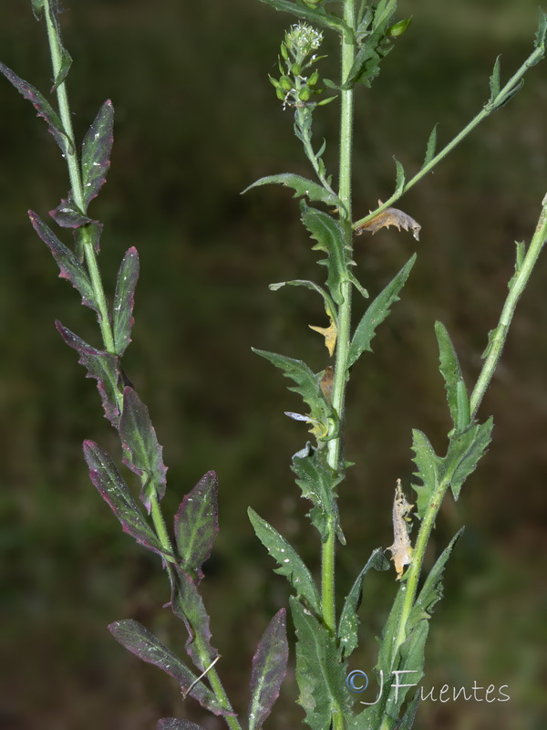 Lepidium heterophyllum heterophyllum.02