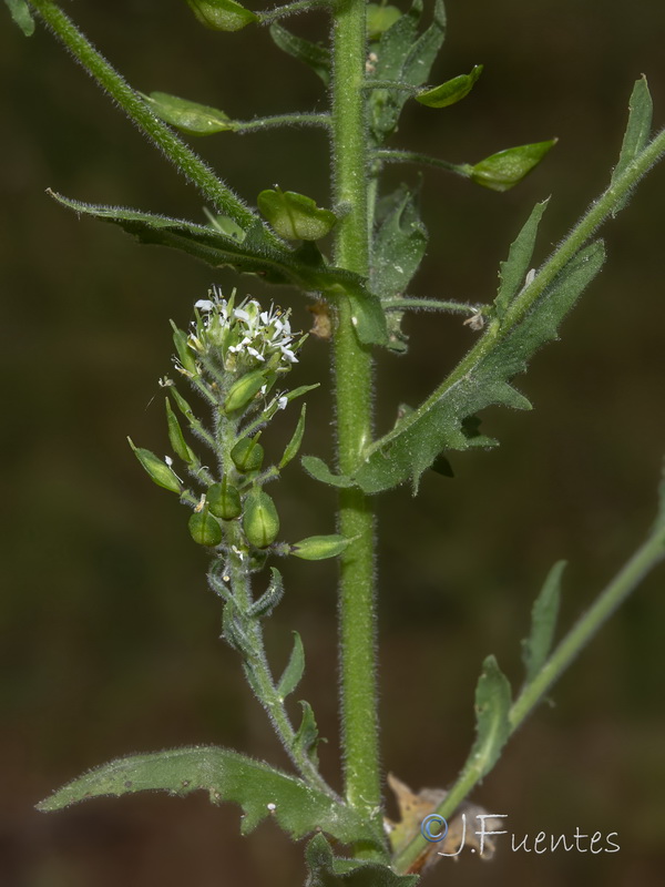 Lepidium heterophyllum heterophyllum.03