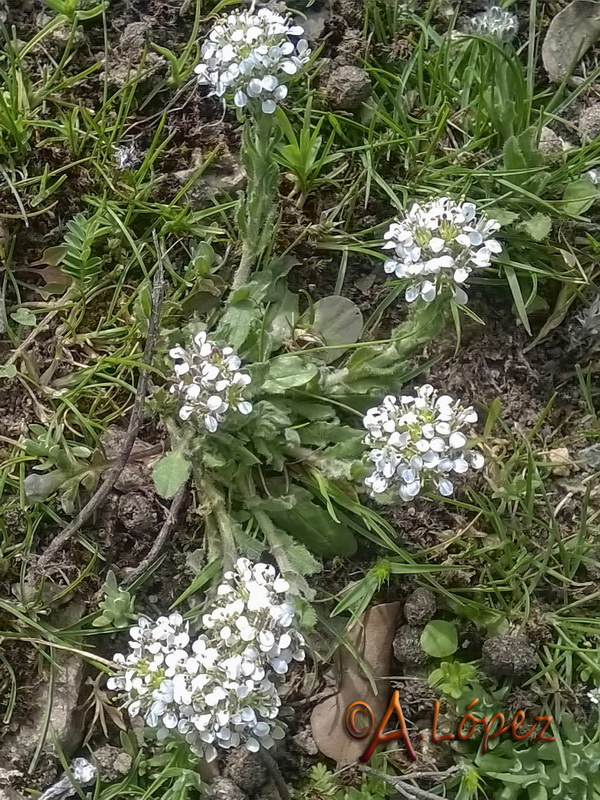 Lepidium hirtum hirtum.01