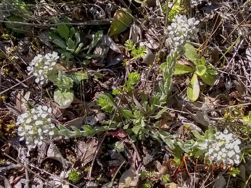 Lepidium hirtum hirtum.02