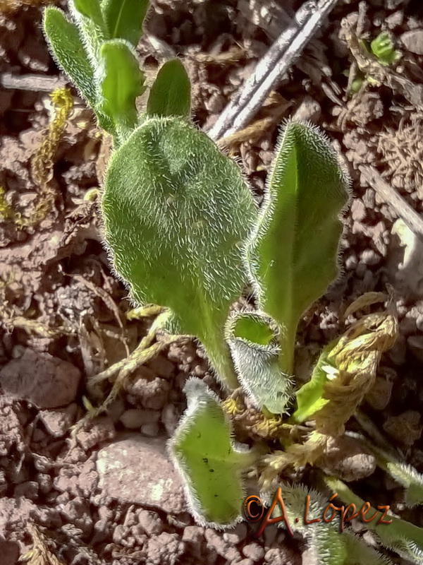 Lepidium hirtum hirtum.07