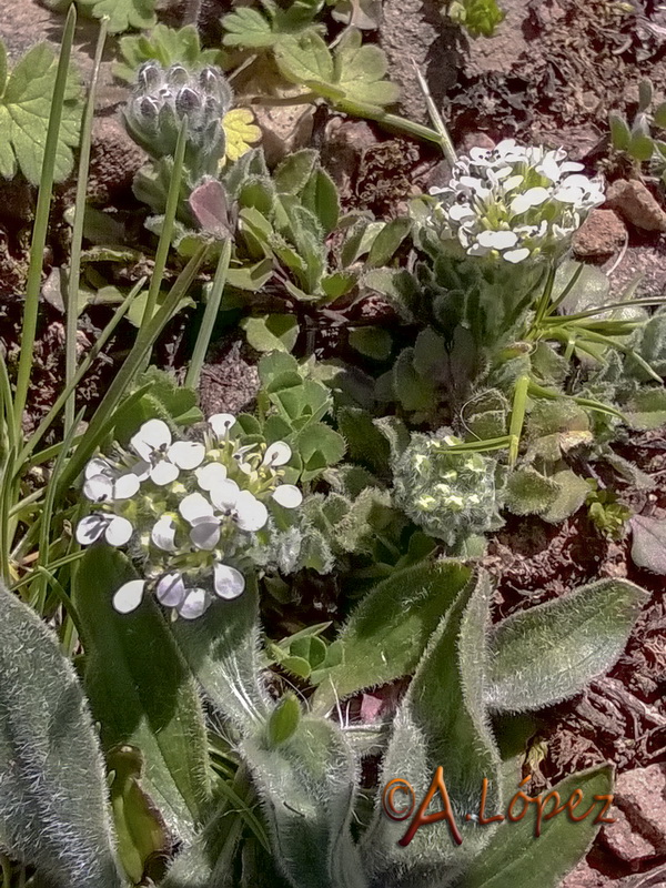 Lepidium hirtum hirtum.08